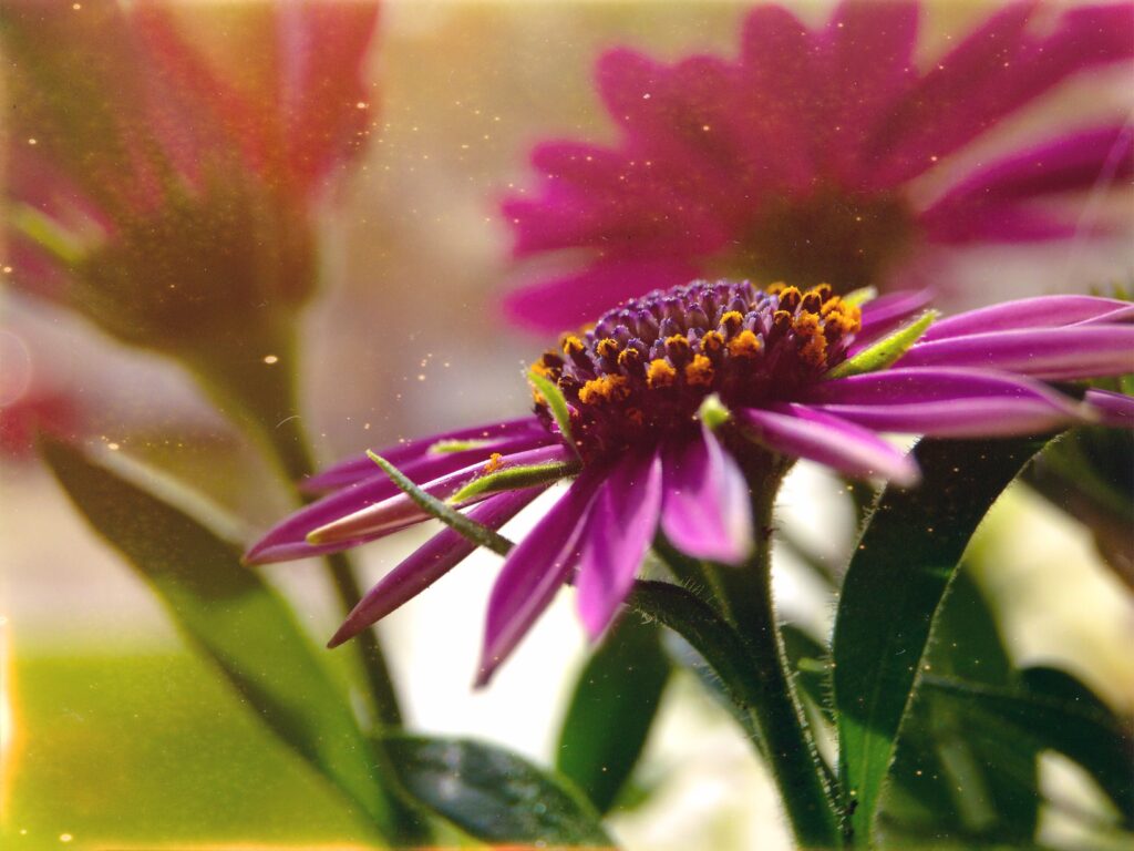 Cape daisy, one of my images for sale on Alamy.